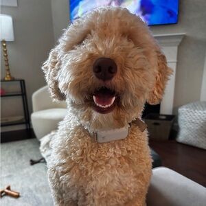 Meet your Posher, KC